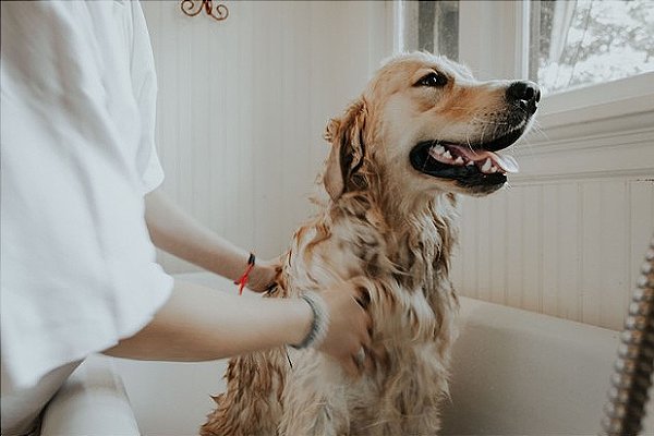 O direito com responsabilidade de ter o animal de estimação nos condomínios
