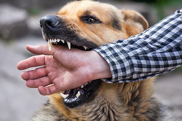 Qual a ação do síndico e da vítima diante de um ataque de cachorro no condomínio?