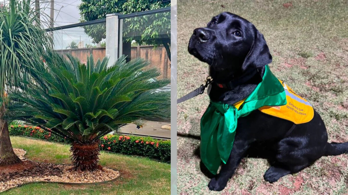 Em Sorocaba, morte de cão-guia leva à proibição de plantas tóxicas em áreas comuns